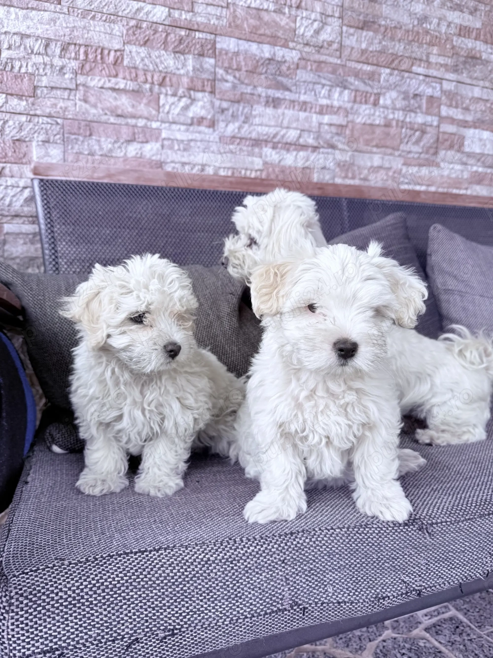 Cățeii noștri își caută o casă iubitoare 