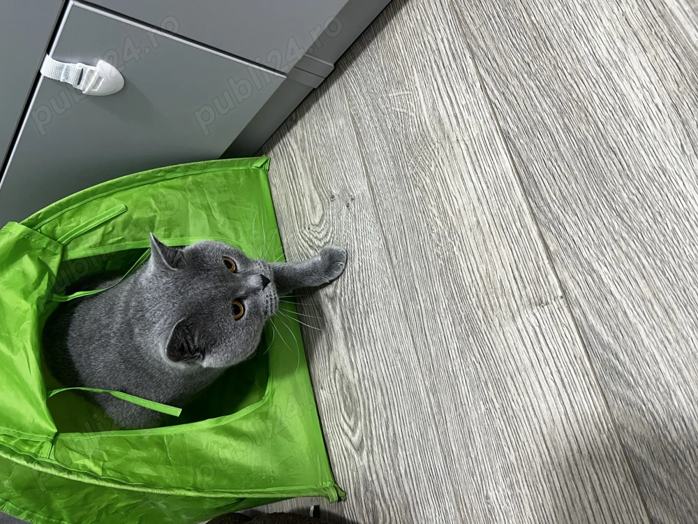 Mascul british shorthair cu accesorii bonus 