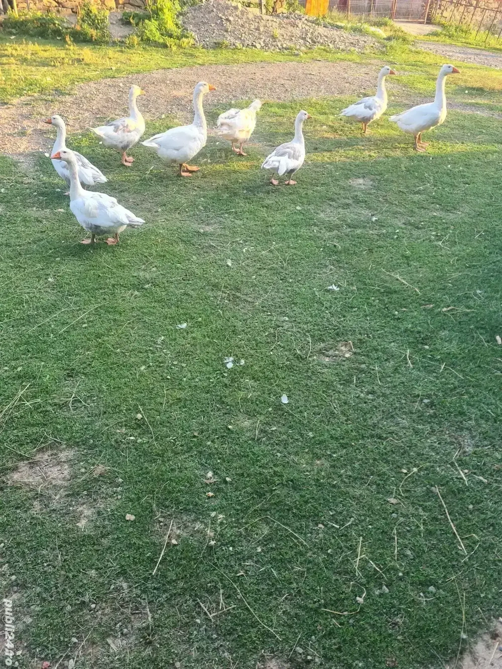 Gâște românești de vânzare 