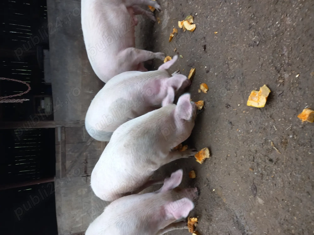 Porc de vanzare Porc de vanzare