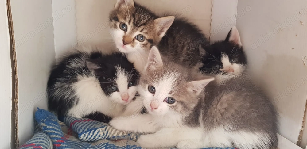 4 pui pisica spre adoptie
