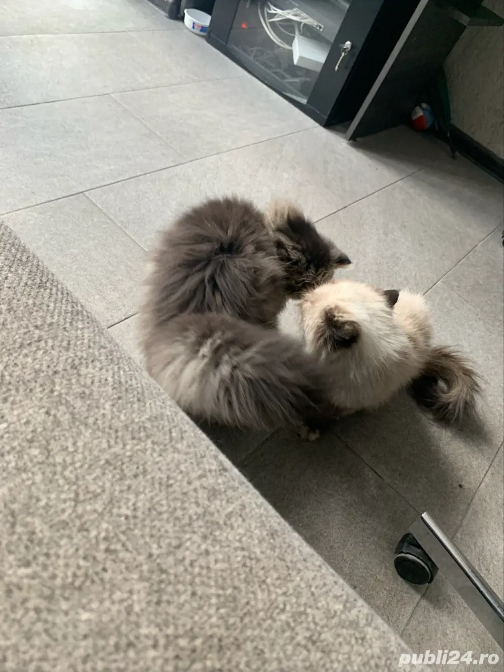 motanel persan superb  motanel persan superb