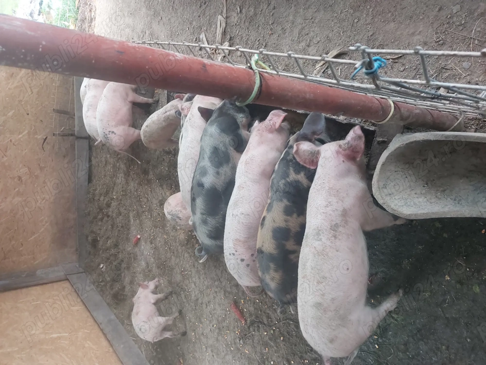 Vand purcei mari si mici 