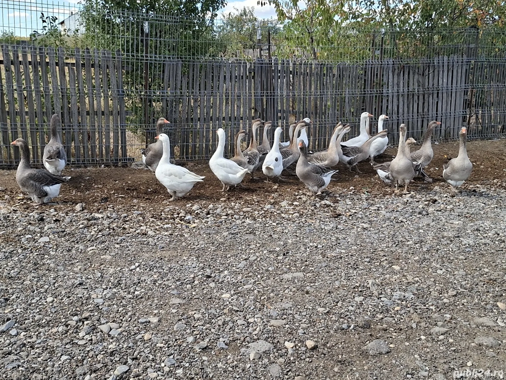 Vând sau schimb gâște 