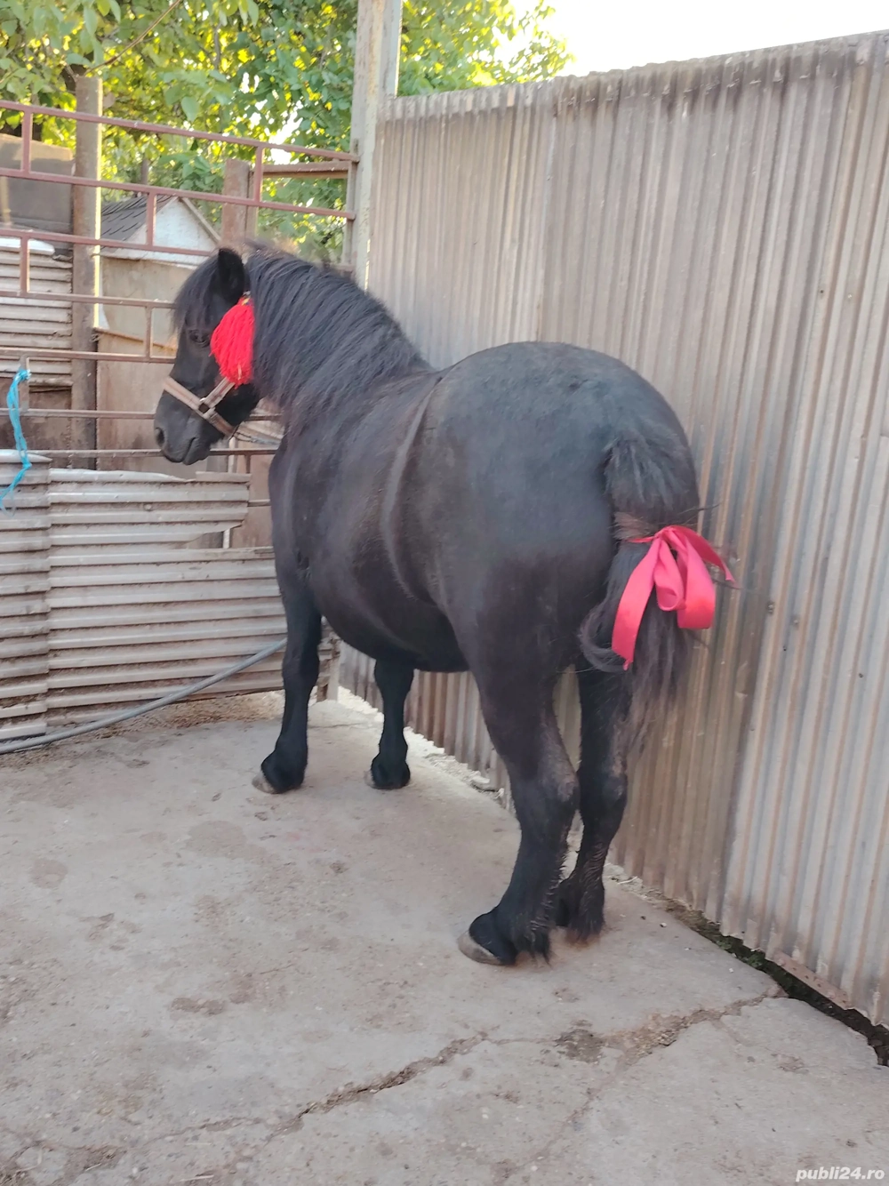 Iapa ponei 6 ani Iapa ponei 6 ani