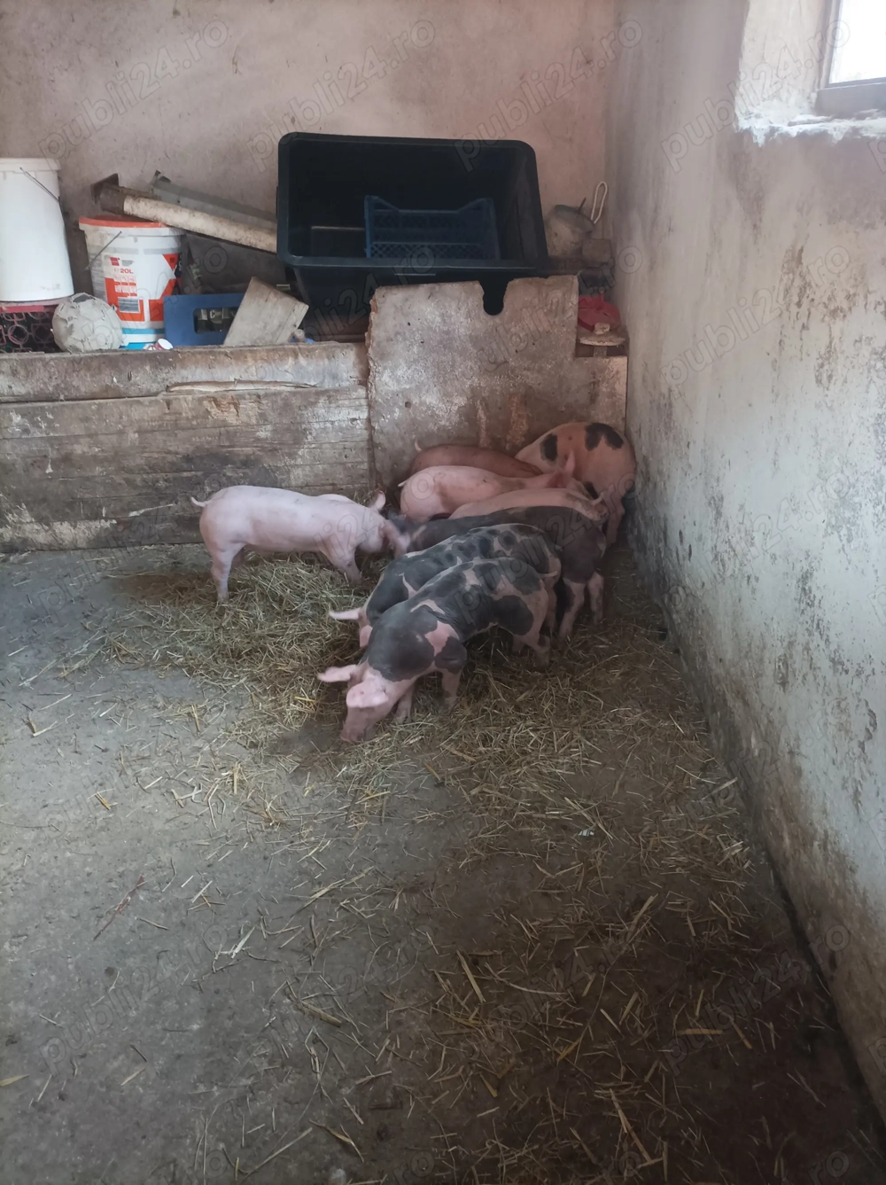 Vând purcei Rasa de carne                