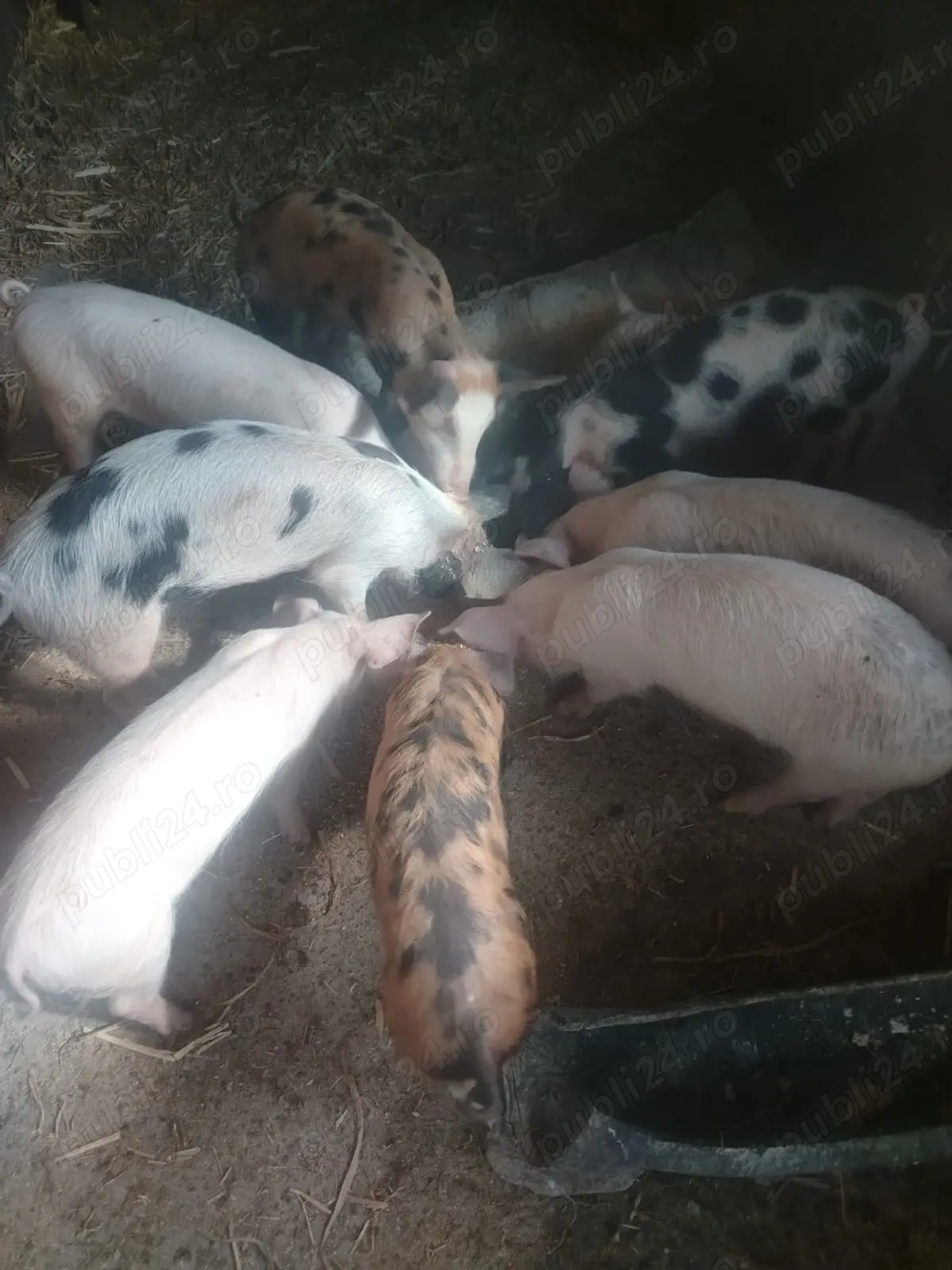 Vând purcei Pietrain și Marele Alb Vând purcei Pietrain și Marele Alb