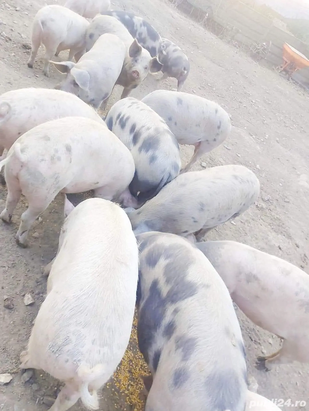 Porci de carne ! 15lei kg