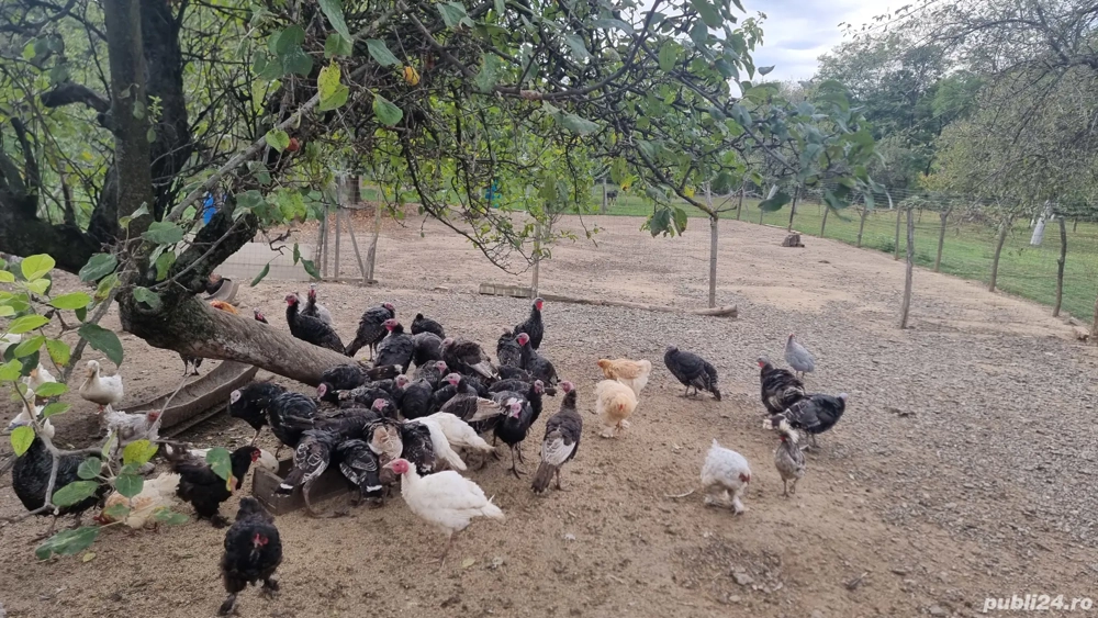 Vând curci  Vând curci