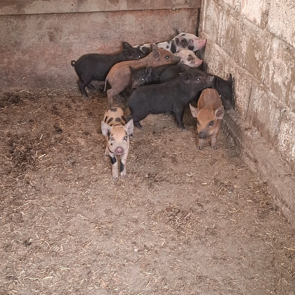 Vand purcei metis duroc cu mangalita