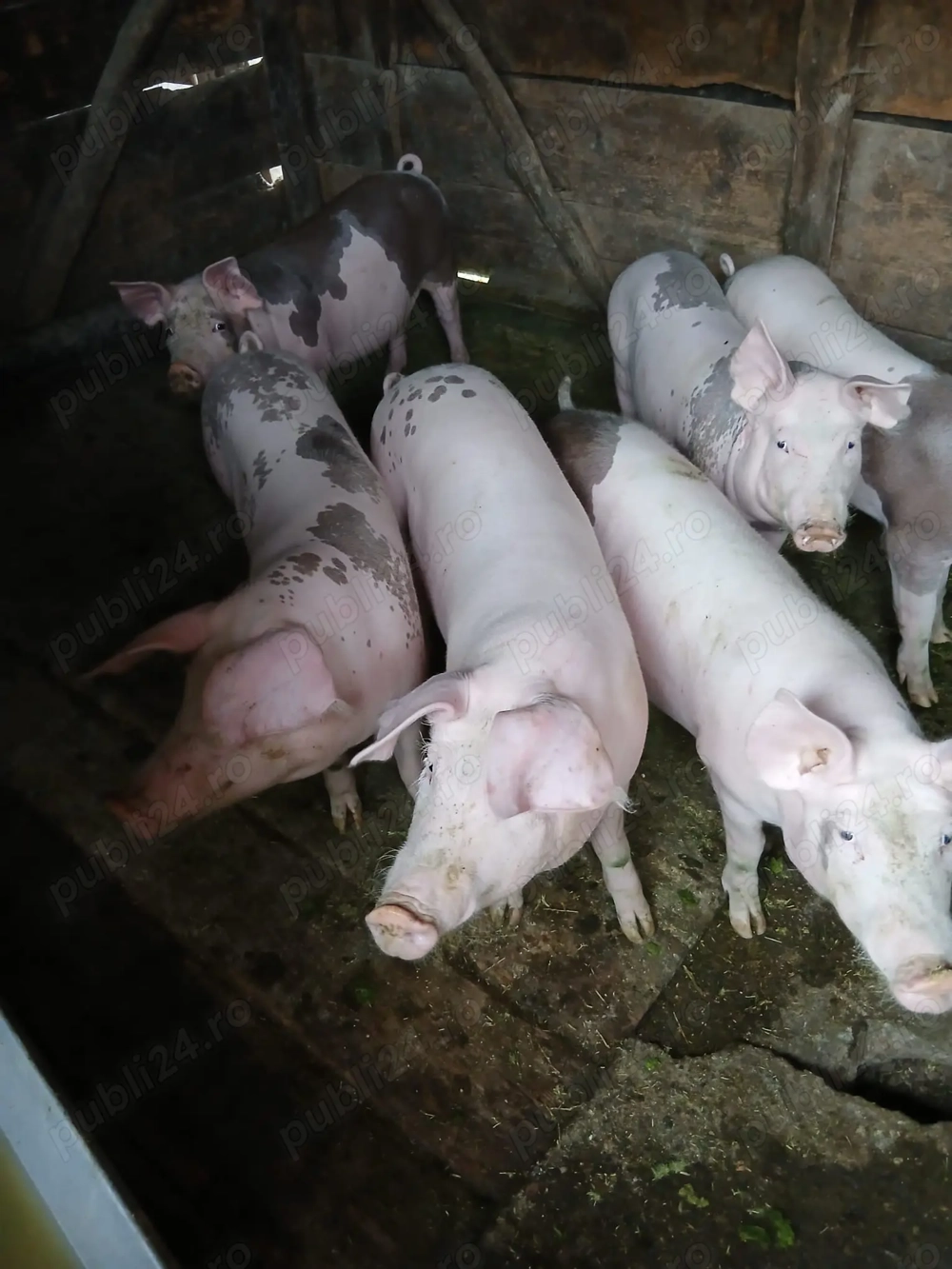 Vând 4 șoldani Vând 4 șoldani