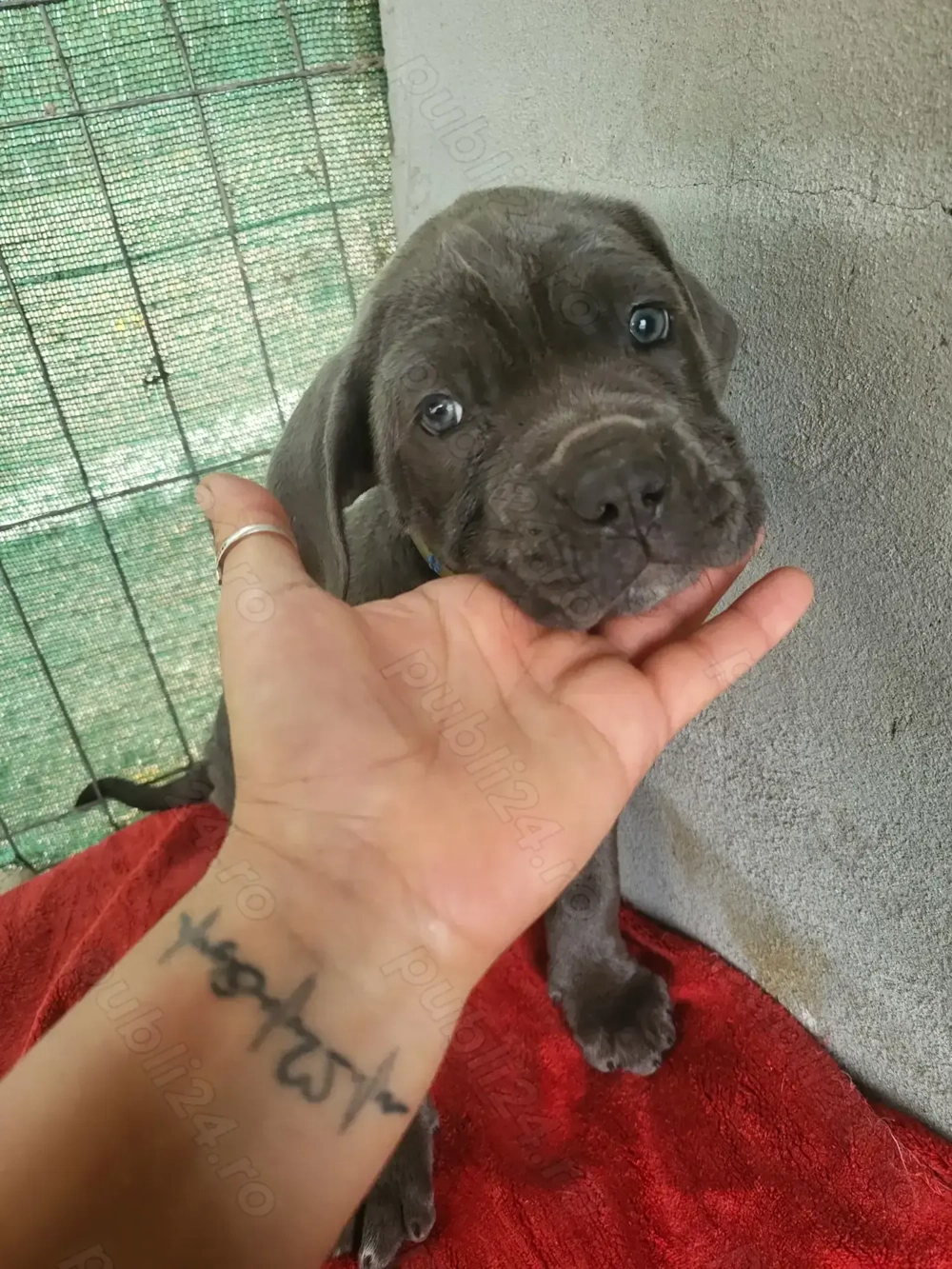 Puiuti cane corso