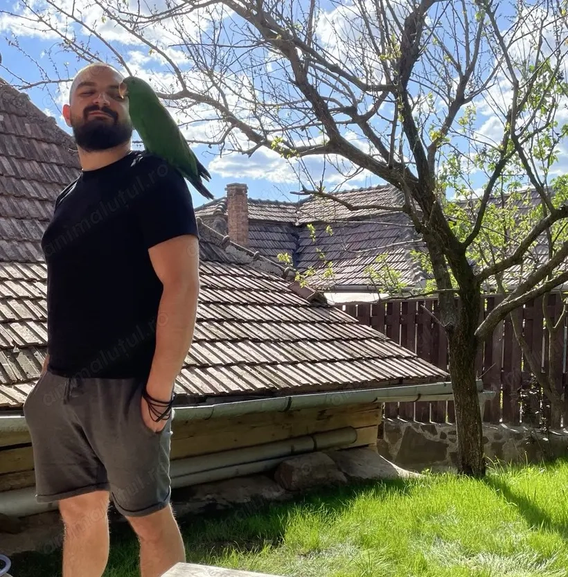 Papagal Eclectus Alba Iulia