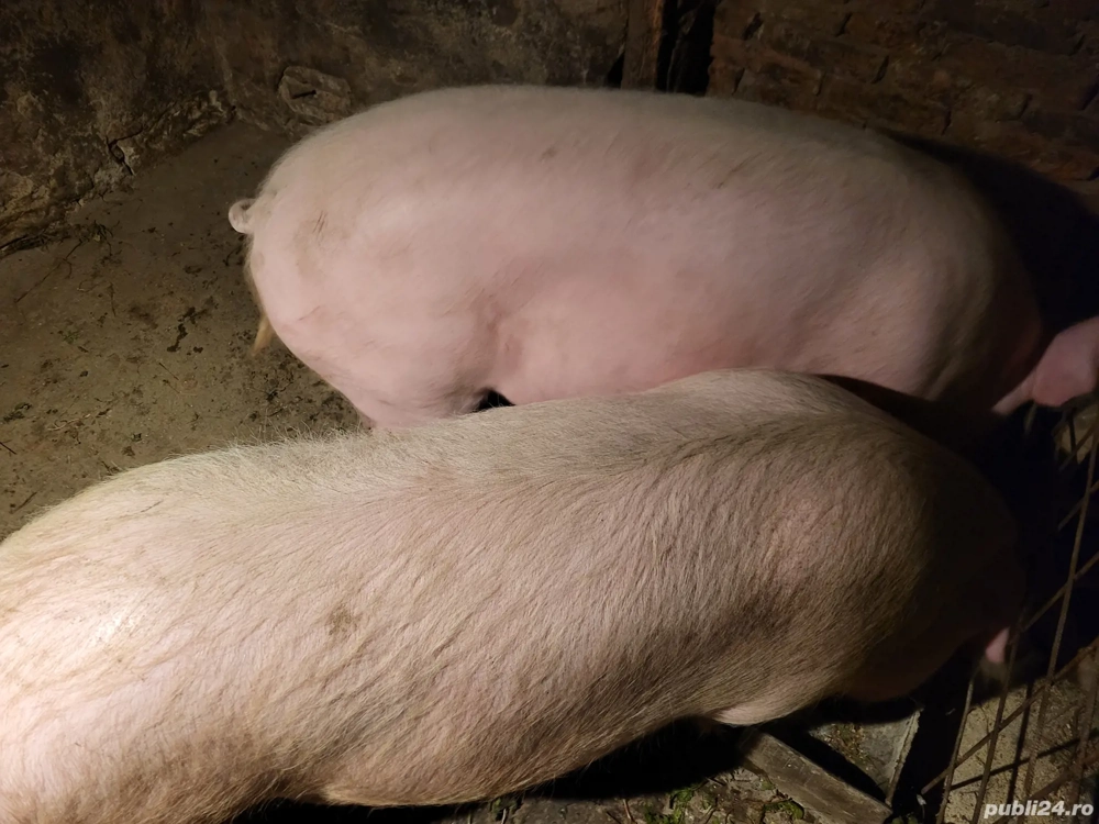 se vand doua purcele de carne