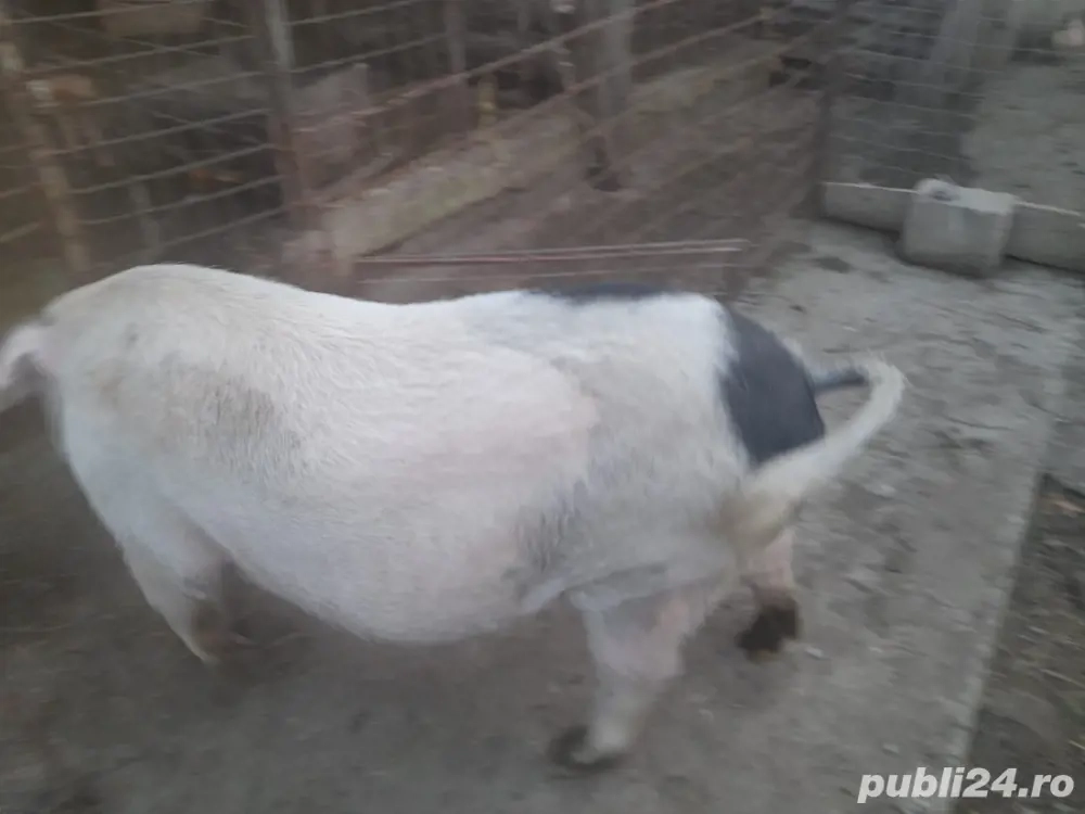 scroafa de vanzare scroafa de vanzare