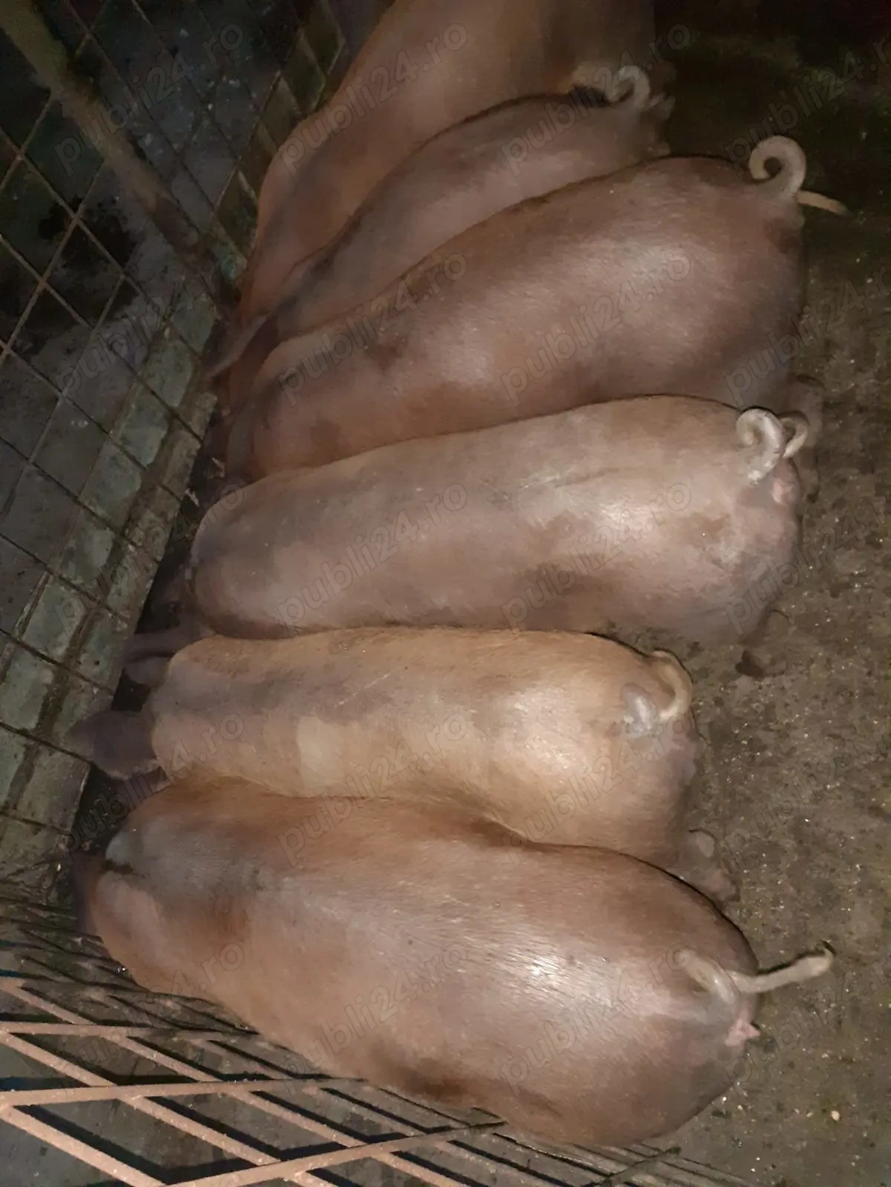 Purcei de vînzare  Purcei de vînzare