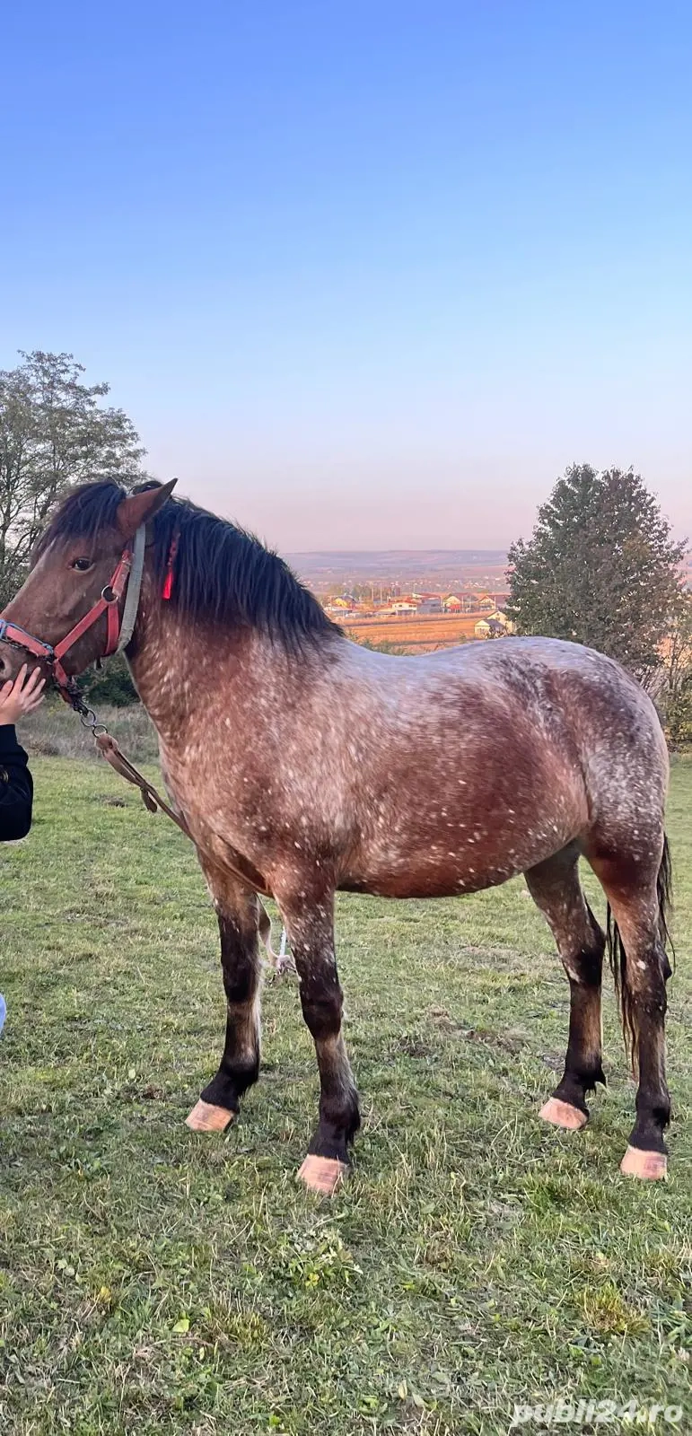 Manza 3ani Manza 3ani