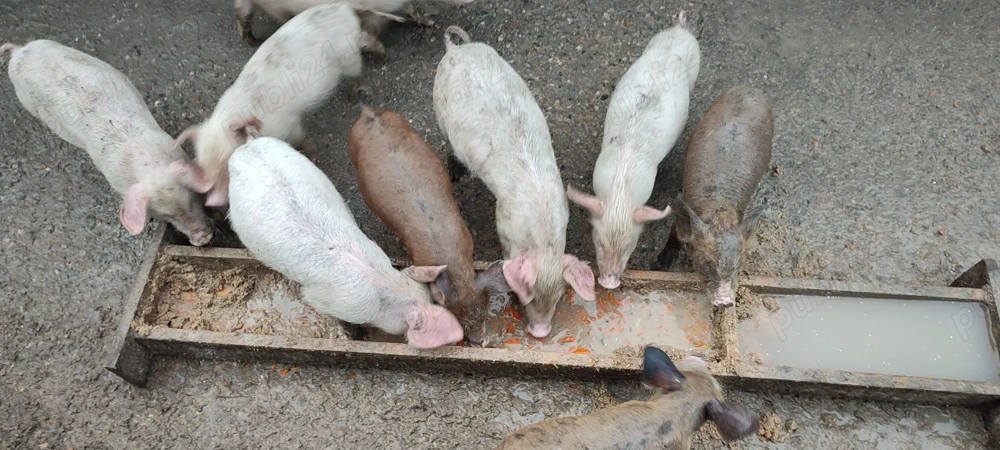 Purceluși de vânzare Purceluși de vânzare