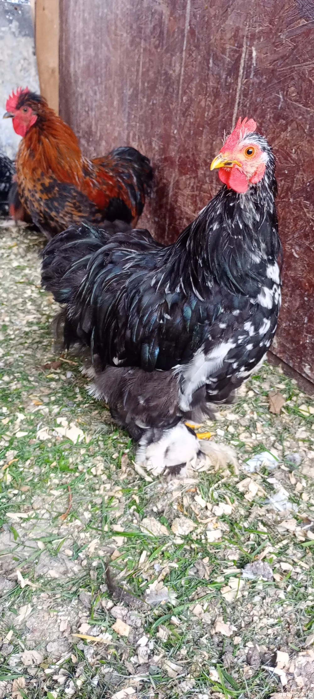 vand cocosi Cochinchina putic  vand cocosi Cochinchina putic