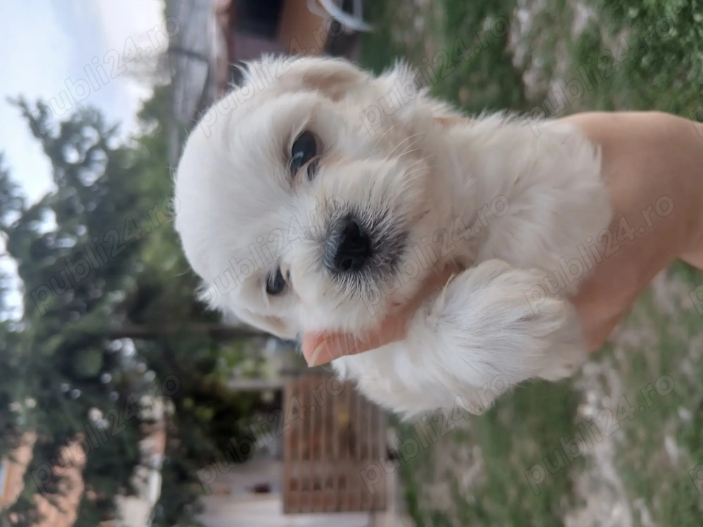 Vând bichoni maltezi in varsta de 5 saptamani