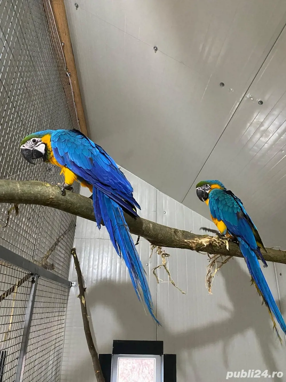 Papagali ARA Ararauna