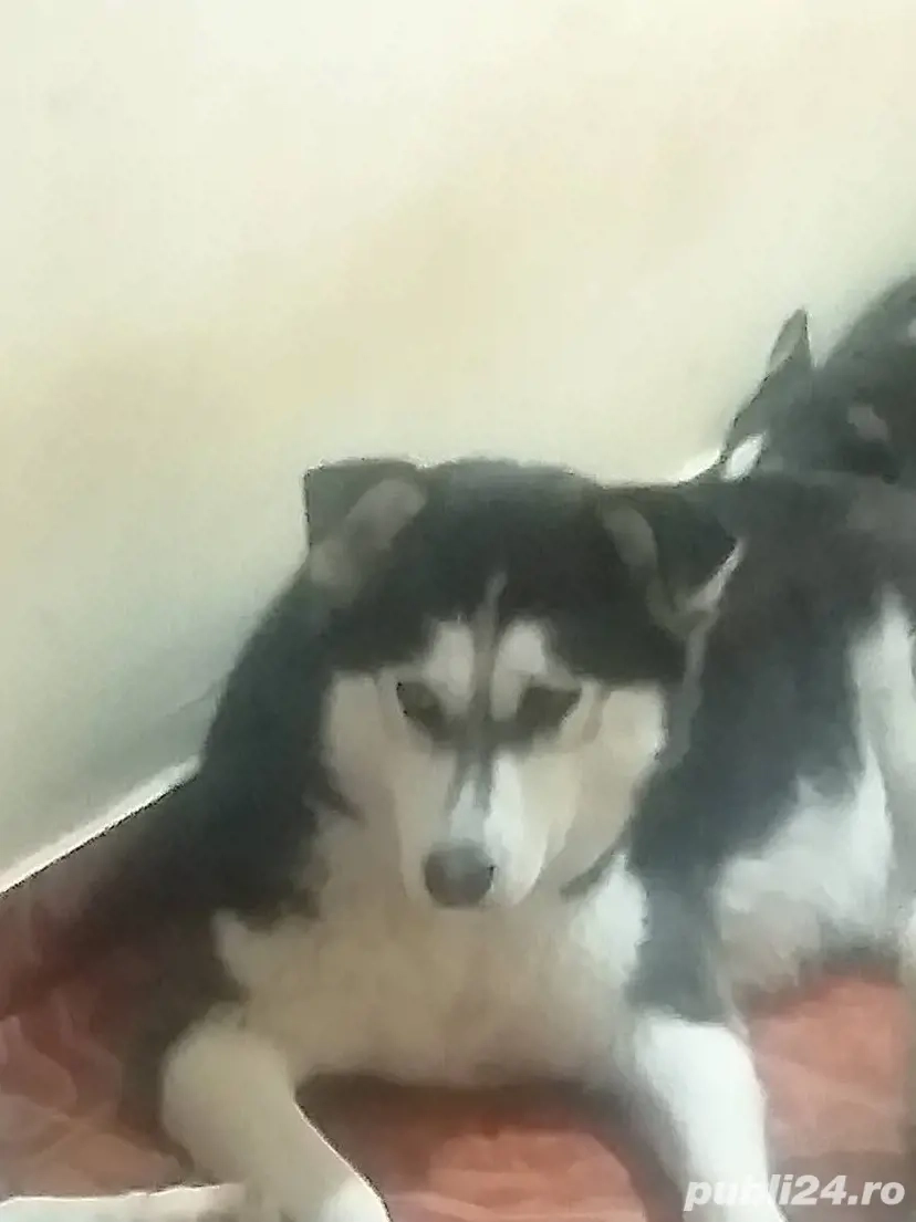pierdut femela husky  pierdut femela husky