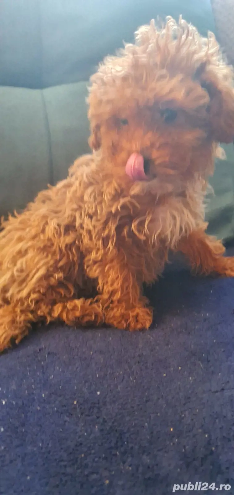 Pudel toy cu pedegree 