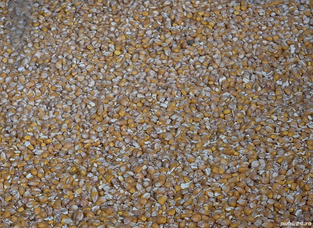 Vand porumb recolta 2025