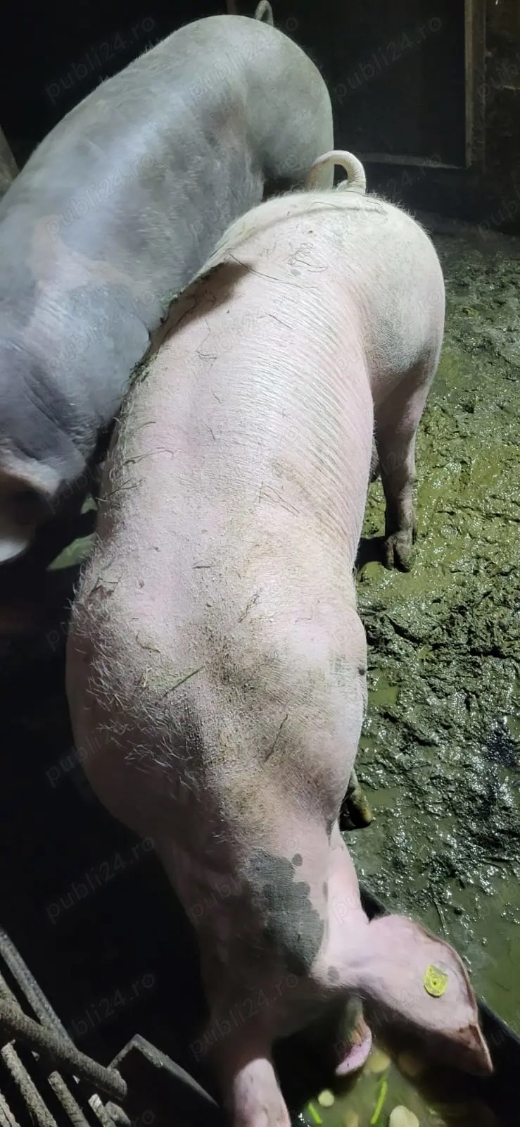 Vând porc crescut la curte 