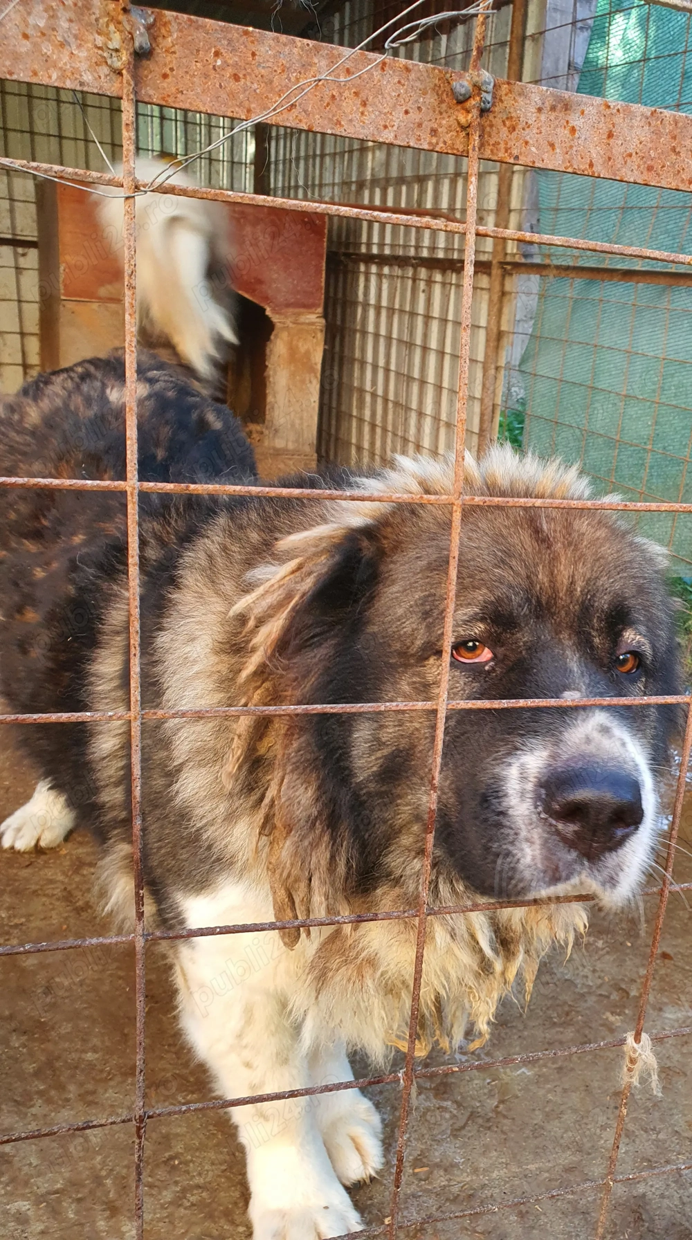 Vând câine caucazian.. Vând câine caucazian..