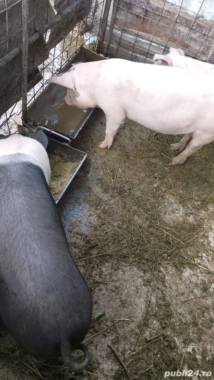 Vând porc  Vând porc