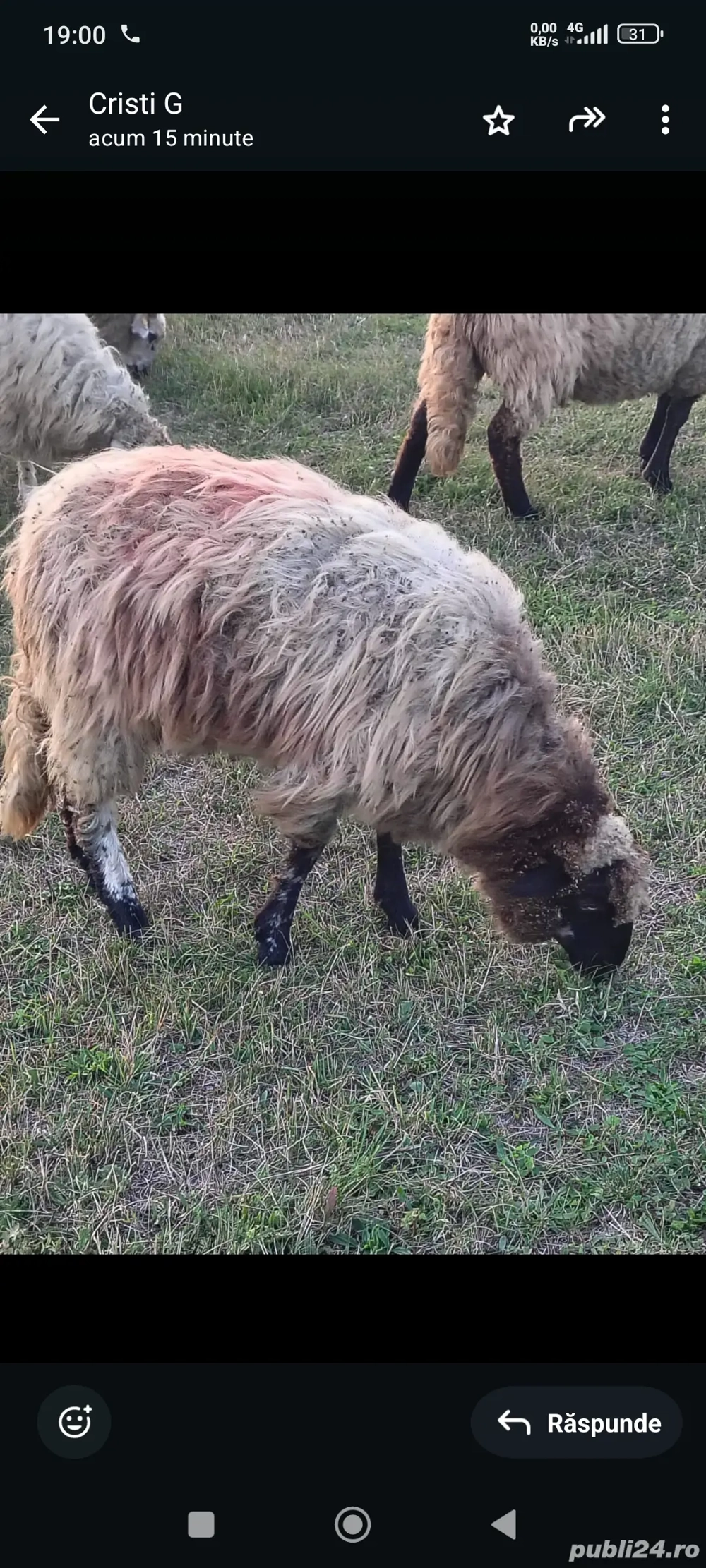 vând o melute din februarie 