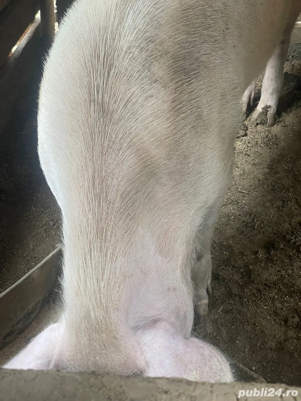 porci de vanzare  porci de vanzare