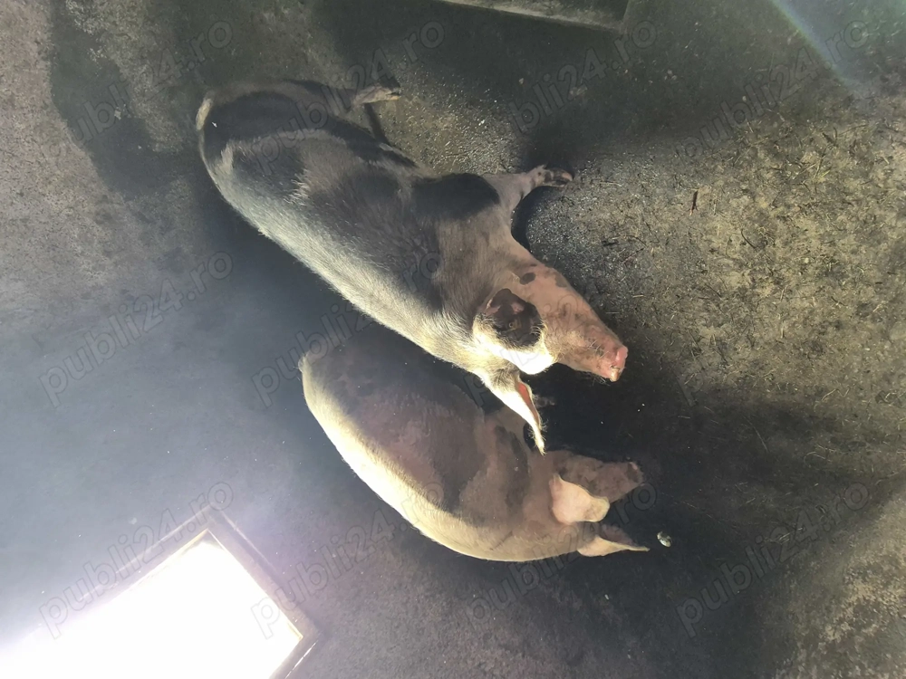 Când porci grași crescuți bio