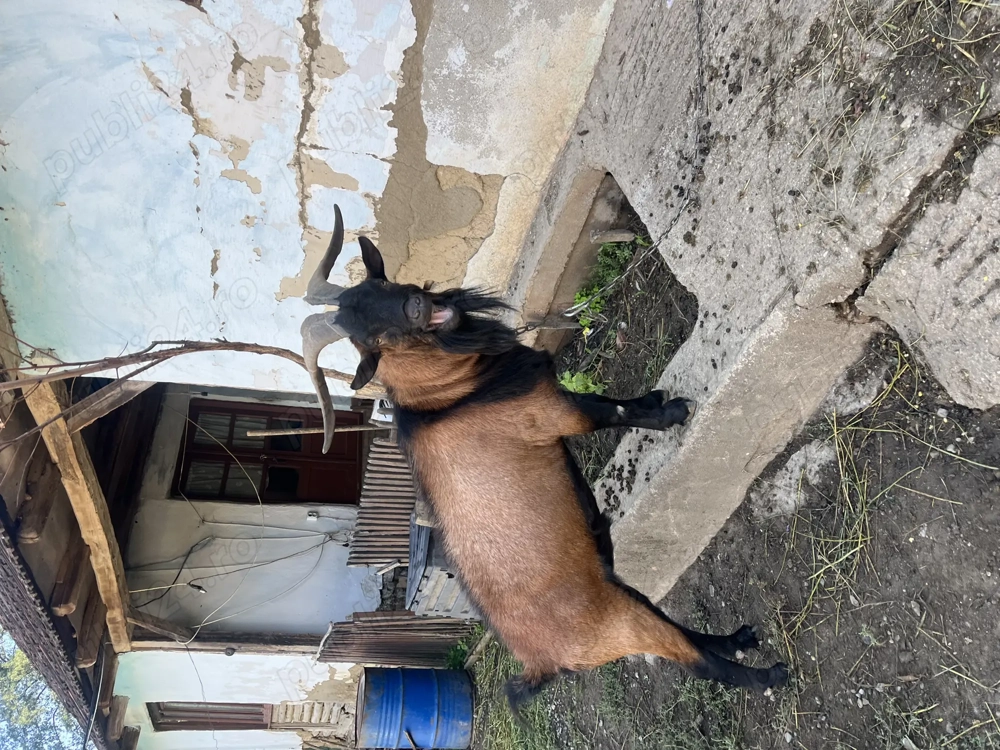 Țap Alpin Francez tânăr  Țap Alpin Francez tânăr