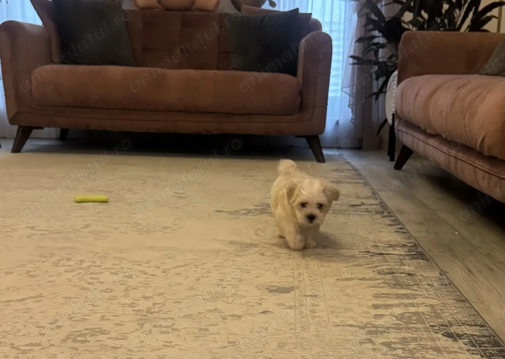 Vand Maltipoo ( bichon maltez) baietel