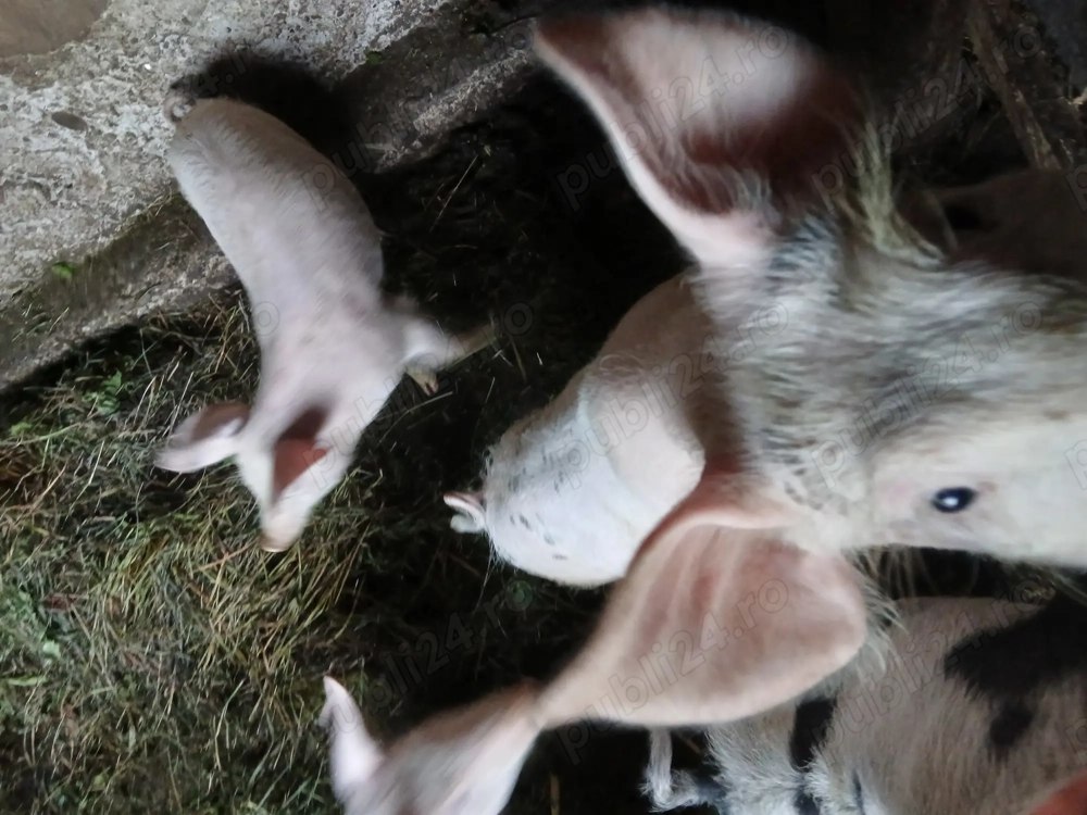 Vînd două purcele rasă pietrean 25 30kg Vînd două purcele rasă pietrean 25 30kg