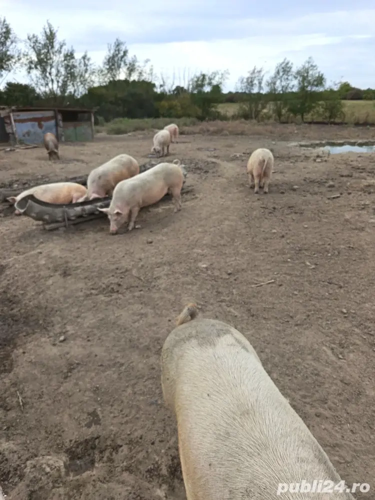 Porci crescuti natural