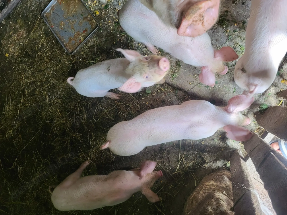 Vand purcei rasa marele alb grasuni purceii au 7 saptamani foarte mancaciosi