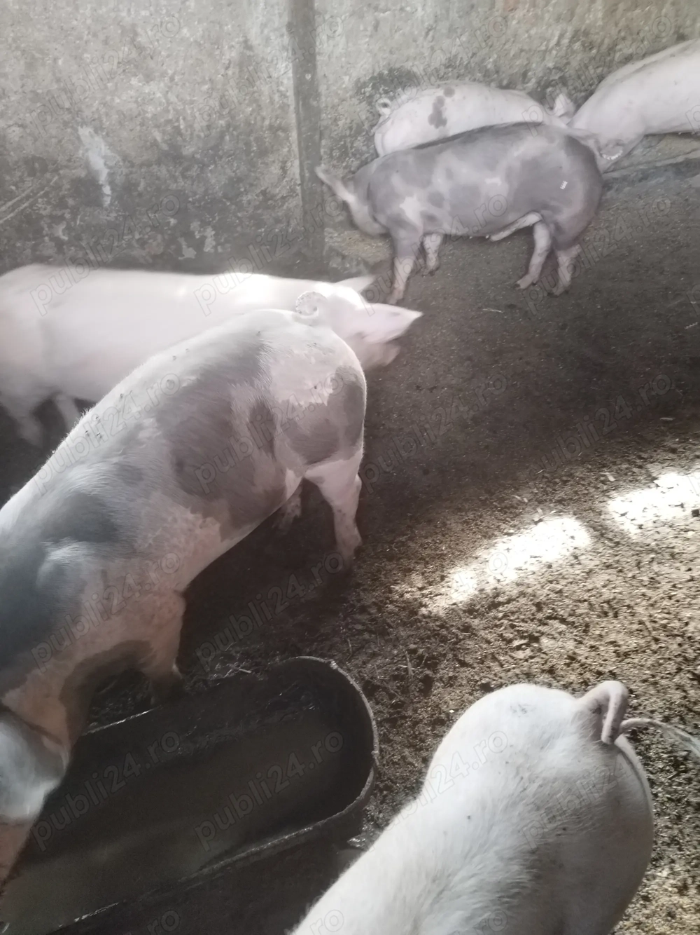 Purcei de vanzare 