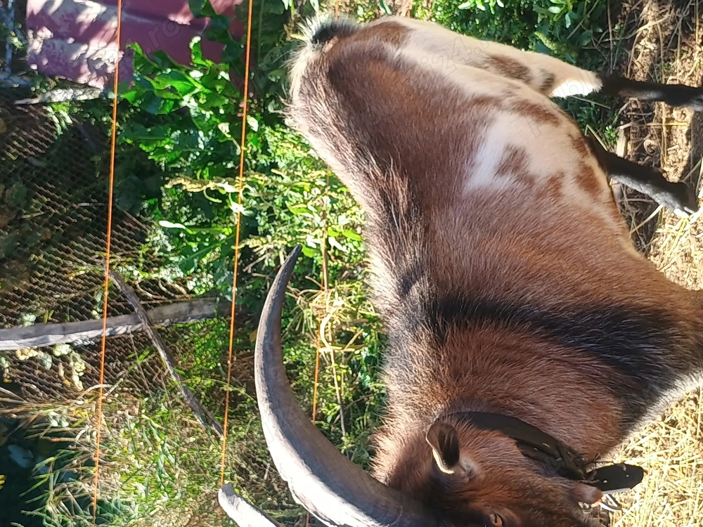 Țap de monta Țap de monta