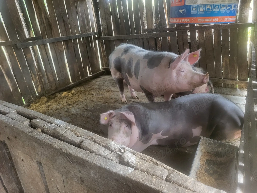 Vând porci 250-280 kg și purcelusi