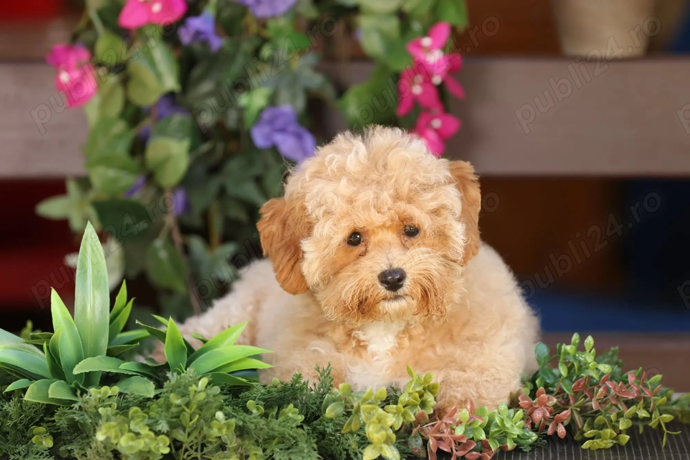 Pui de  Maltipoo ( mascul )
