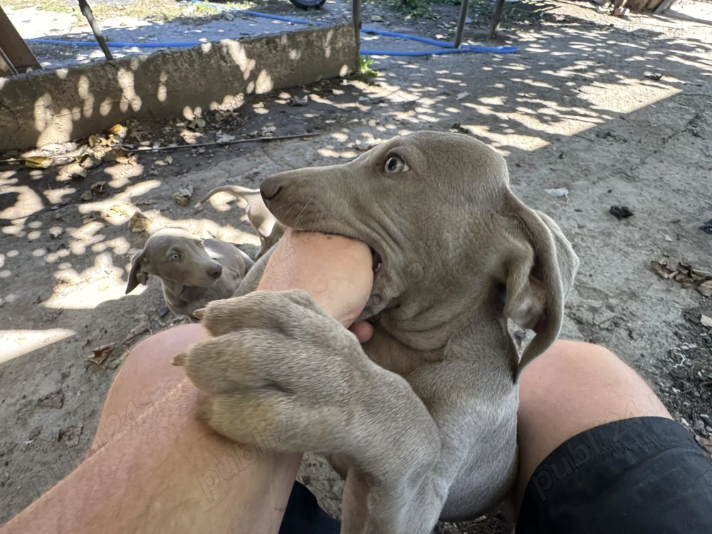 Weimaraner Brac de Weimar Weimaraner Brac de Weimar