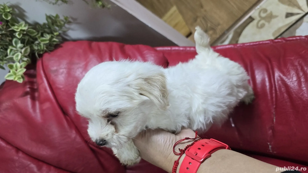 Bichoni Malteze  Bichoni Malteze