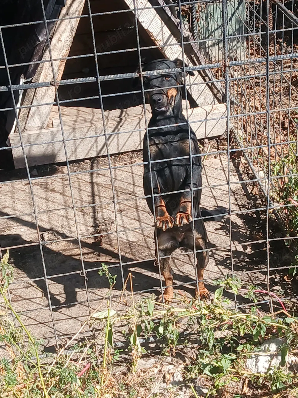 Jachterier par scurt 