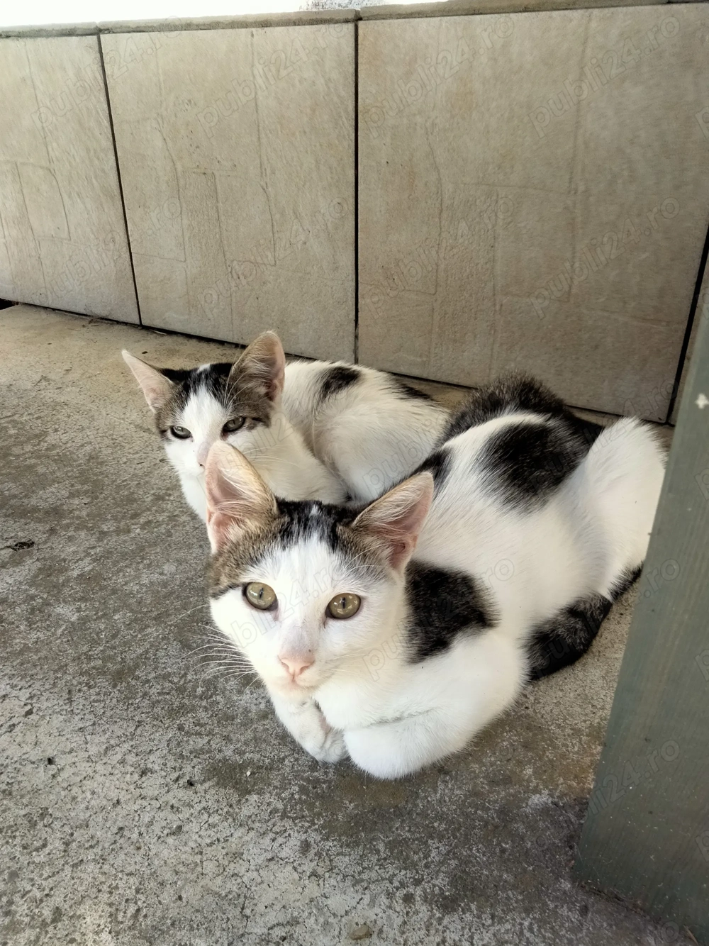 Donez pisoiasi pentru paza cerealelor 