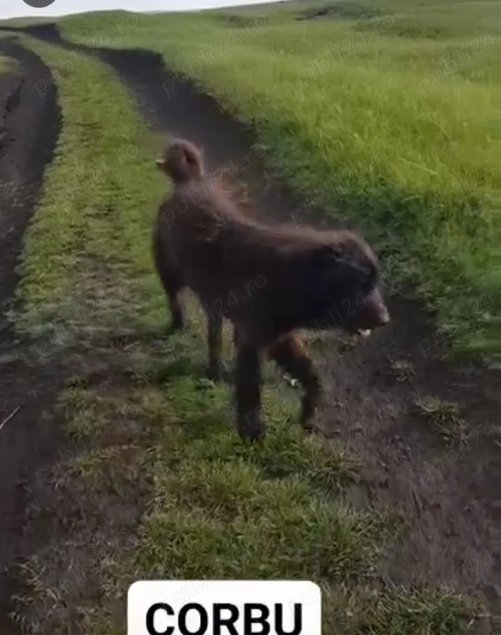 Vand cane ciobanesc corb crescut la oi. Vand cane ciobanesc corb crescut la oi.