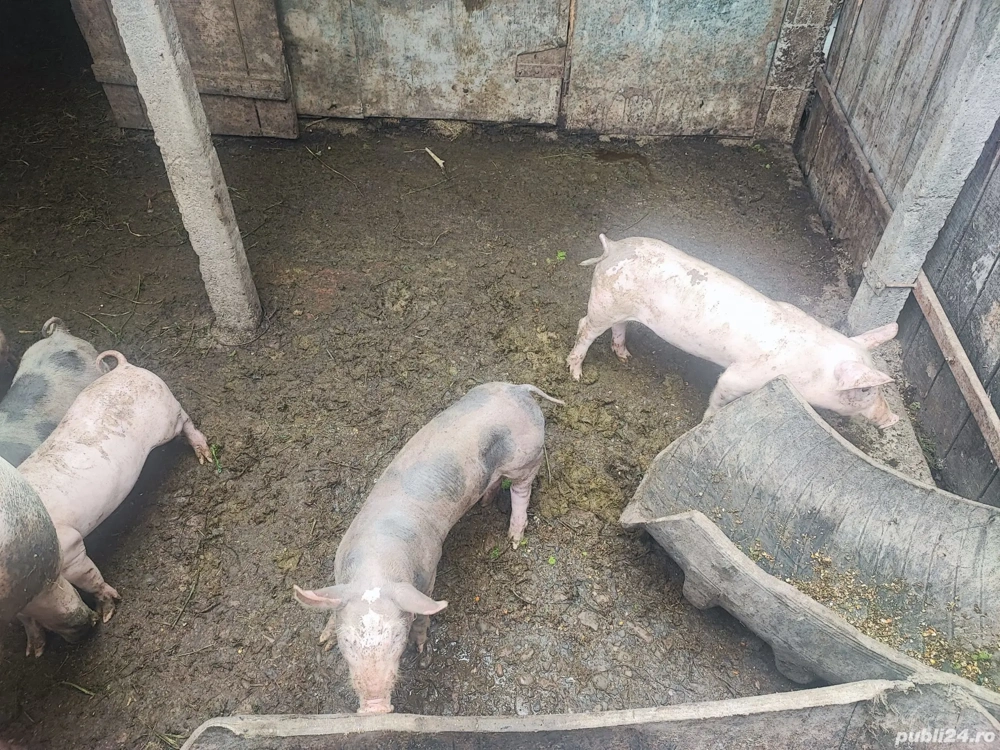 Purcei de vanzare Purcei de vanzare