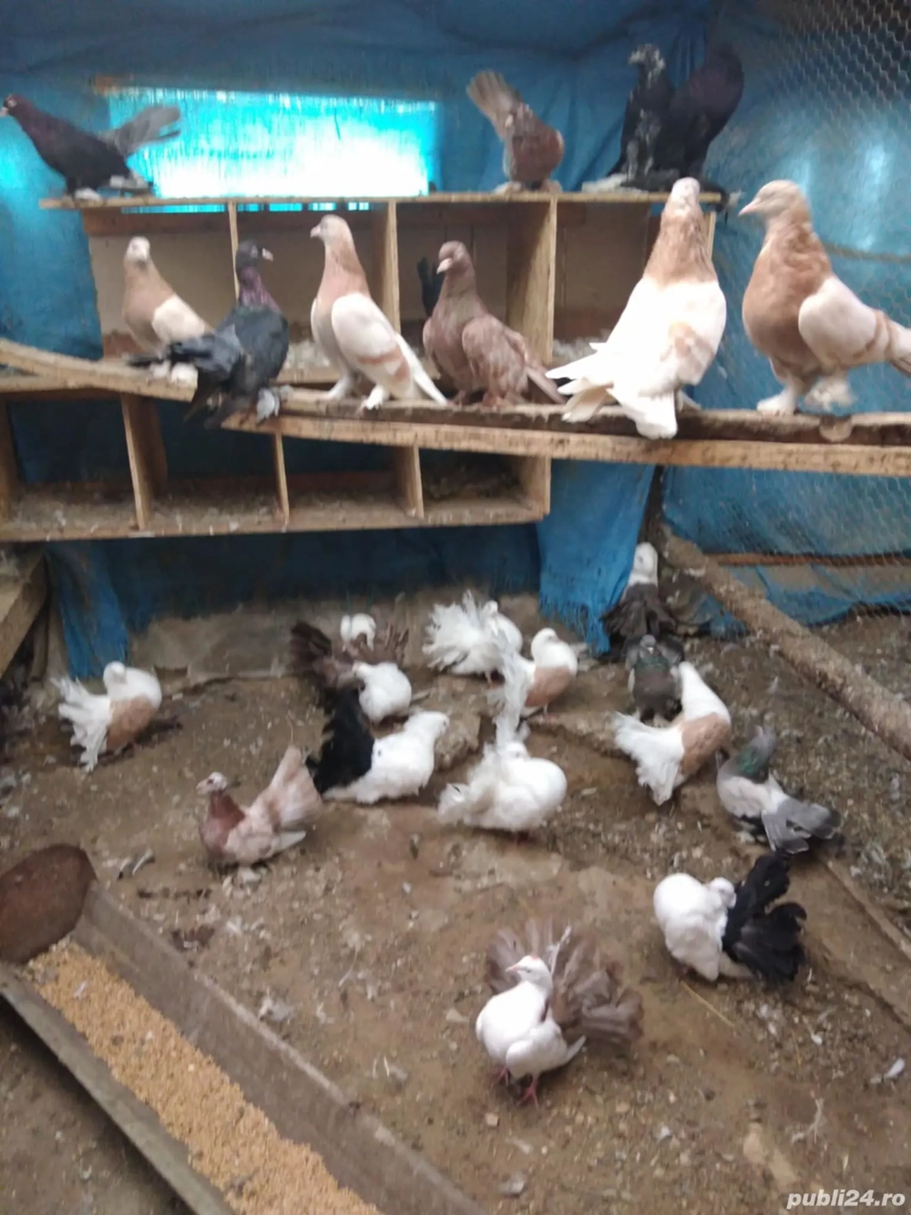 Vand porumbei de ornament